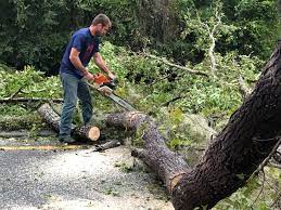 Best Root Management and Removal  in Farley, KY