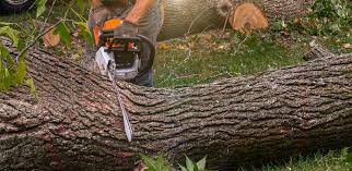 Best Tree Removal  in Farley, KY