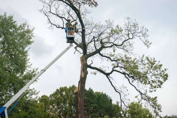 Best Fruit Tree Pruning  in Farley, KY