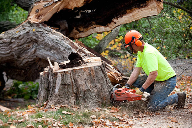 Best Tree Maintenance Programs  in Farley, KY