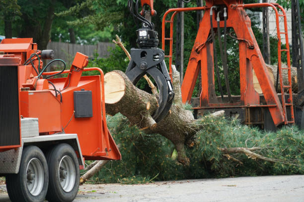 Best Tree Disease Treatment  in Farley, KY